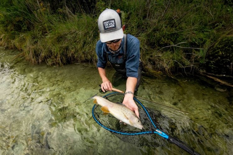 Angler mit Äsche im Fluss