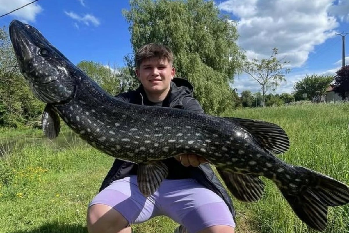 Schwarzer Hecht - Melanismus -Melanistische Fische