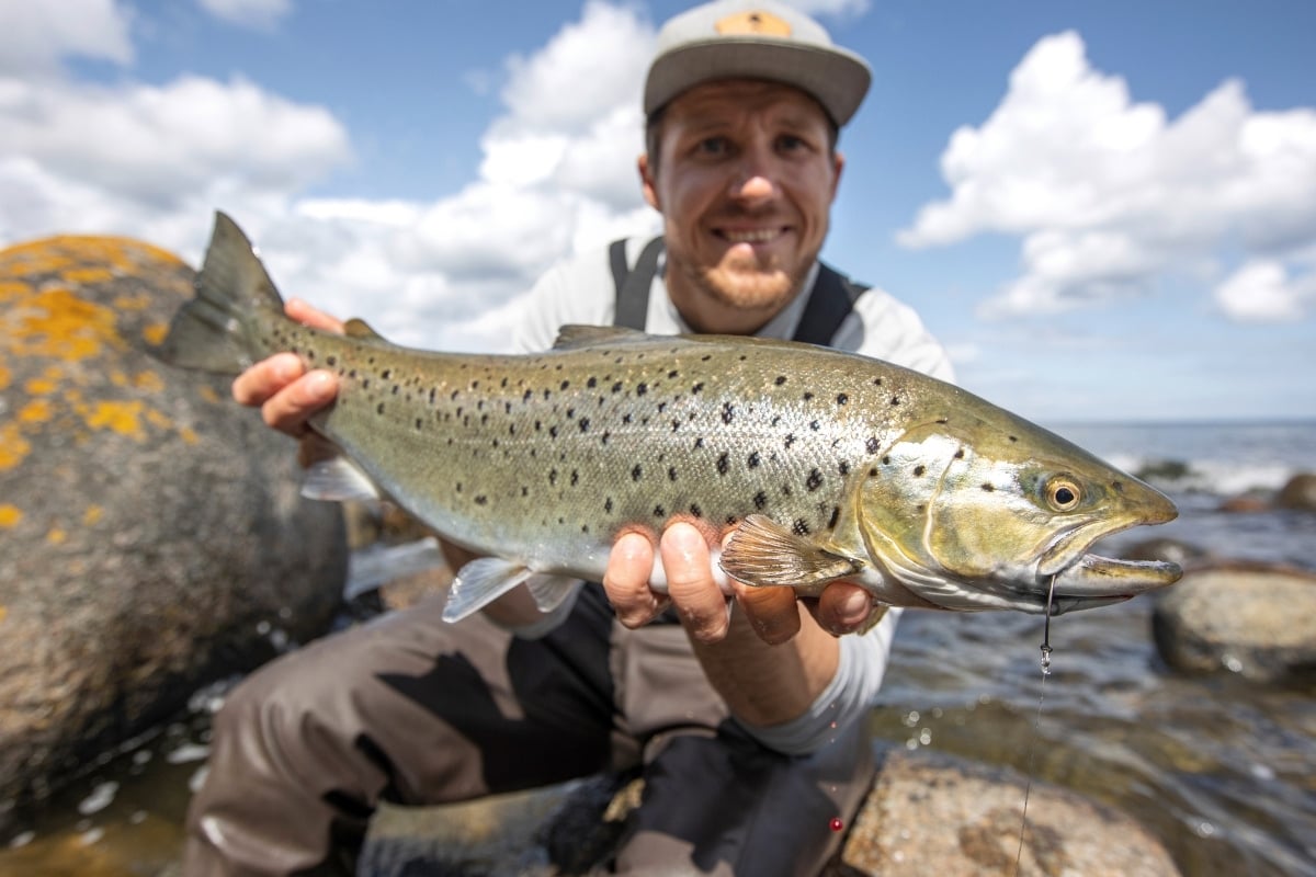 Angler erfolgreich auf Meerforellen im Hochsommer