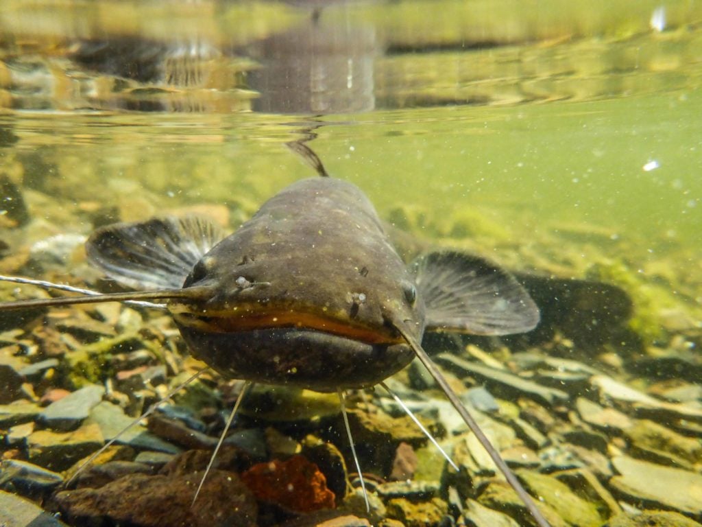 Wels unter Wasser