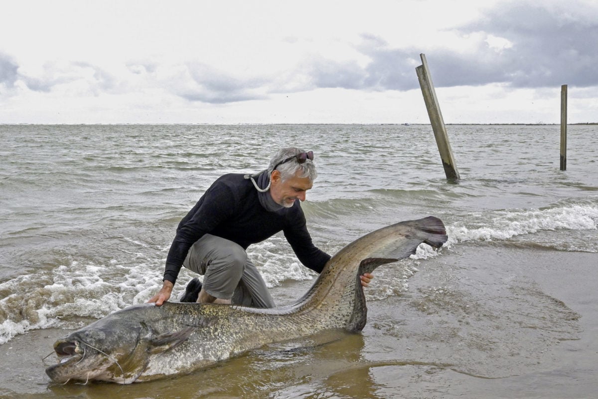Wels - Waller im Meer aus dem Salzwasser