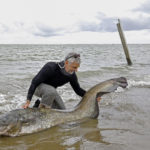 Wels - Waller im Meer aus dem Salzwasser
