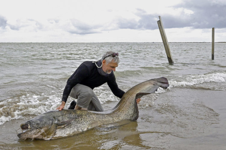 Wels - Waller im Meer aus dem Salzwasser