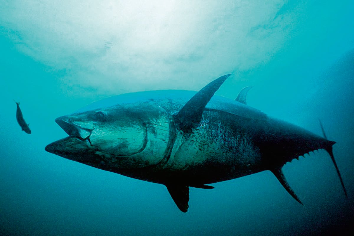 Thunfisch