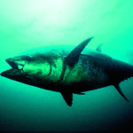 Thunfisch