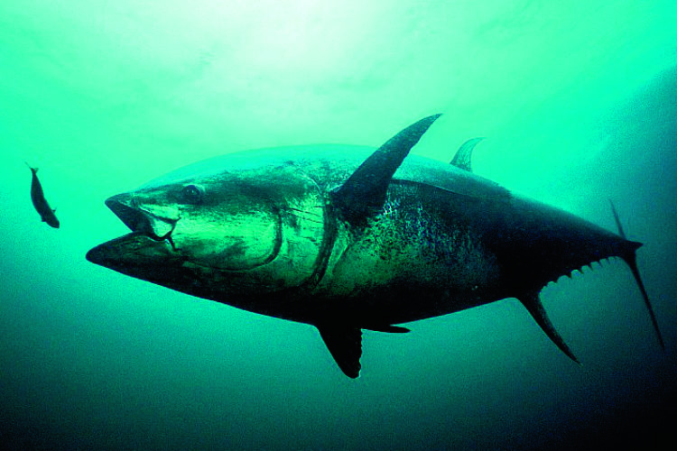 Thunfisch