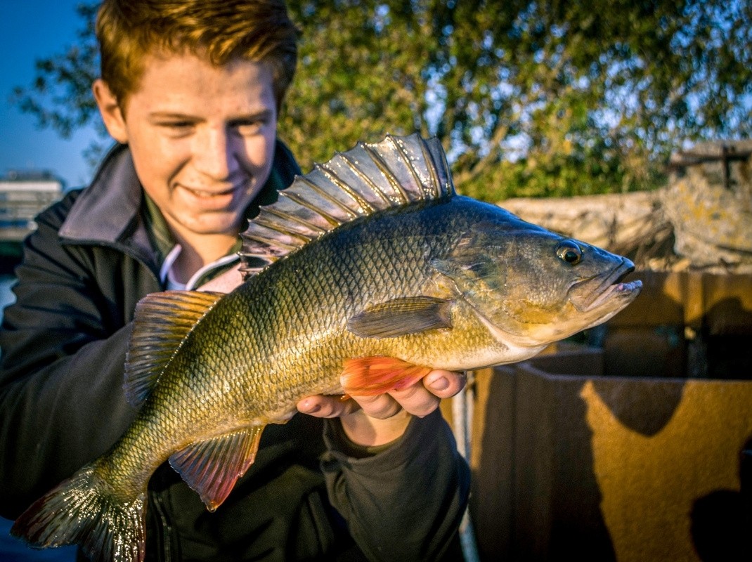 Angler mit Barsch im Sommer