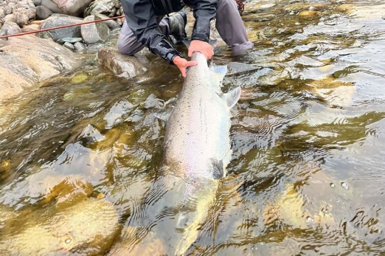 Lachsbestand - Lachs Norwegen
