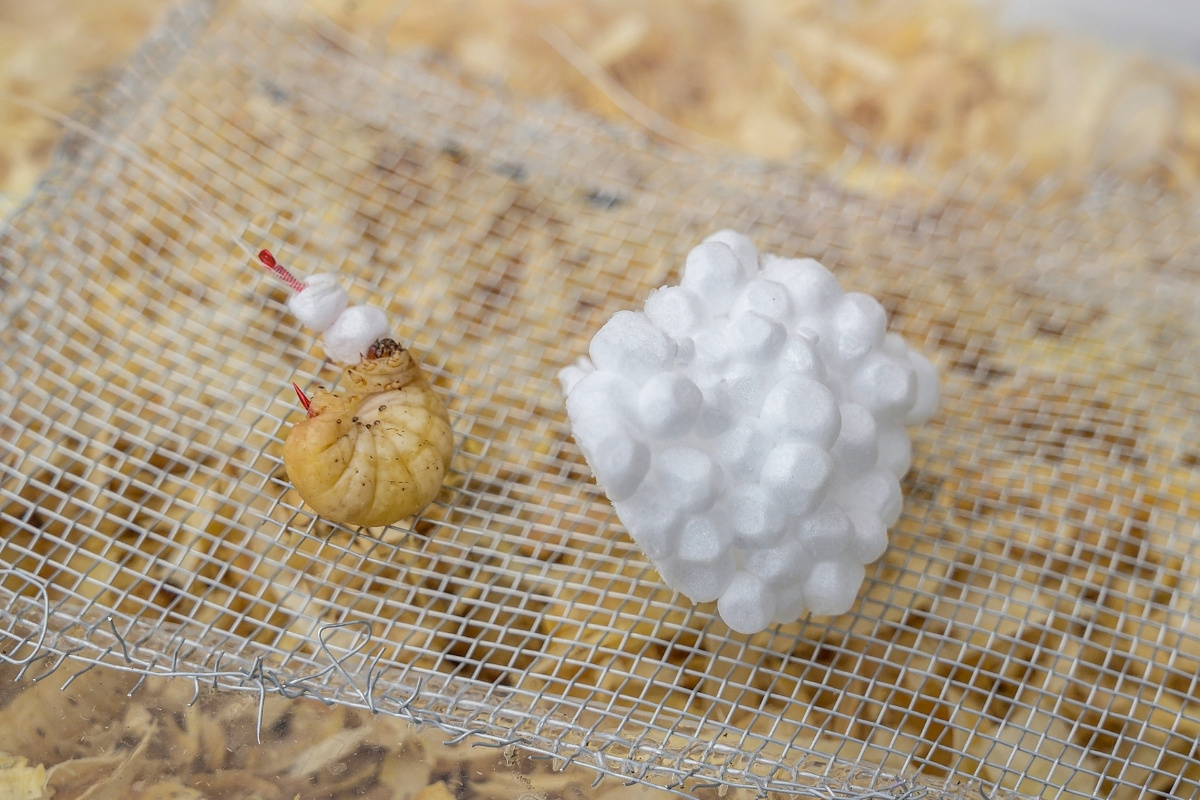 Bienenmade und Styropor