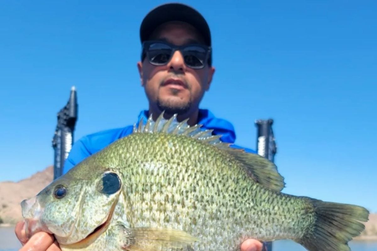 Angler mit Sonnenbarsch