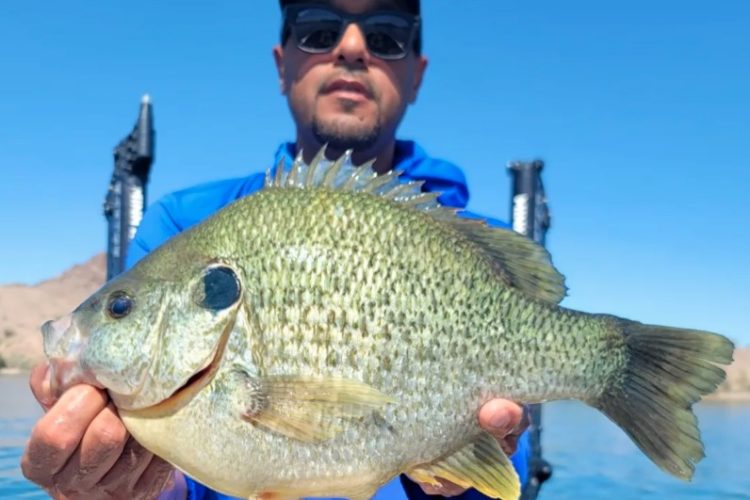 Angler mit Sonnenbarsch