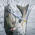 Seelachs im Keschernetz