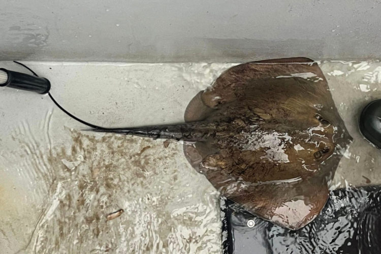 Gewöhnlicher Stechrochen auf einem Boot