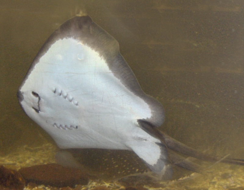 Gewöhnlicher Stechrochen im Wasser