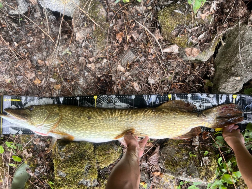Hecht, 1,25 m