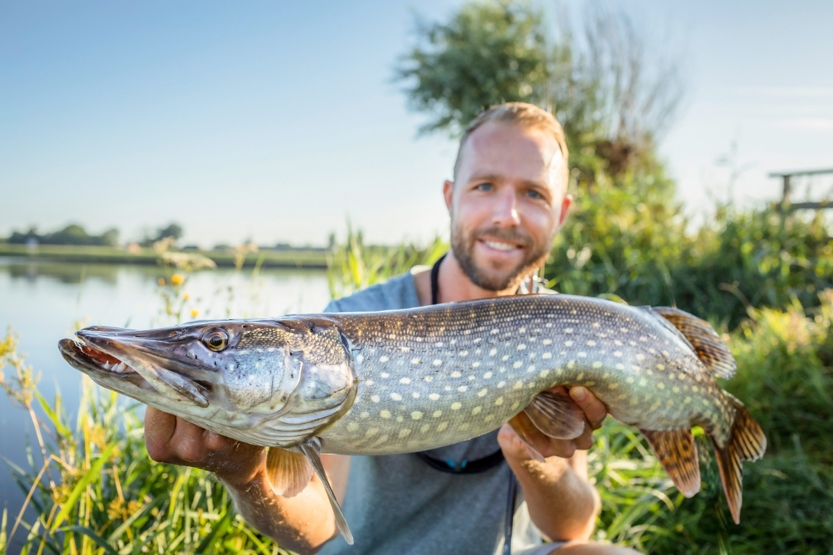 Angler mit Hecht im Sommer