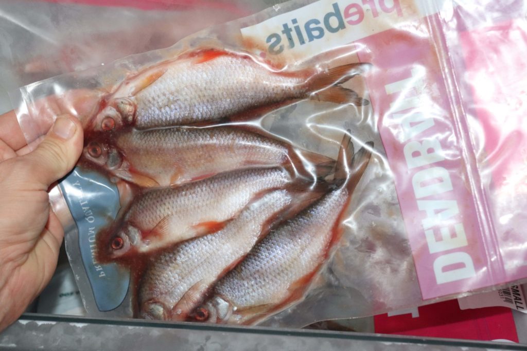 Gefrorene Rotaugen Köderfische