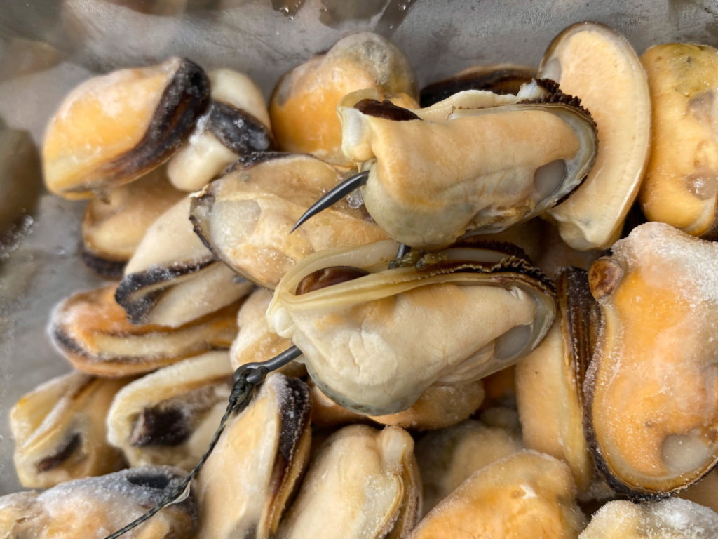 Muscheln als Angelköder
