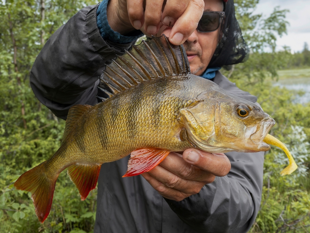 Angler zeigt einen guten Barsch