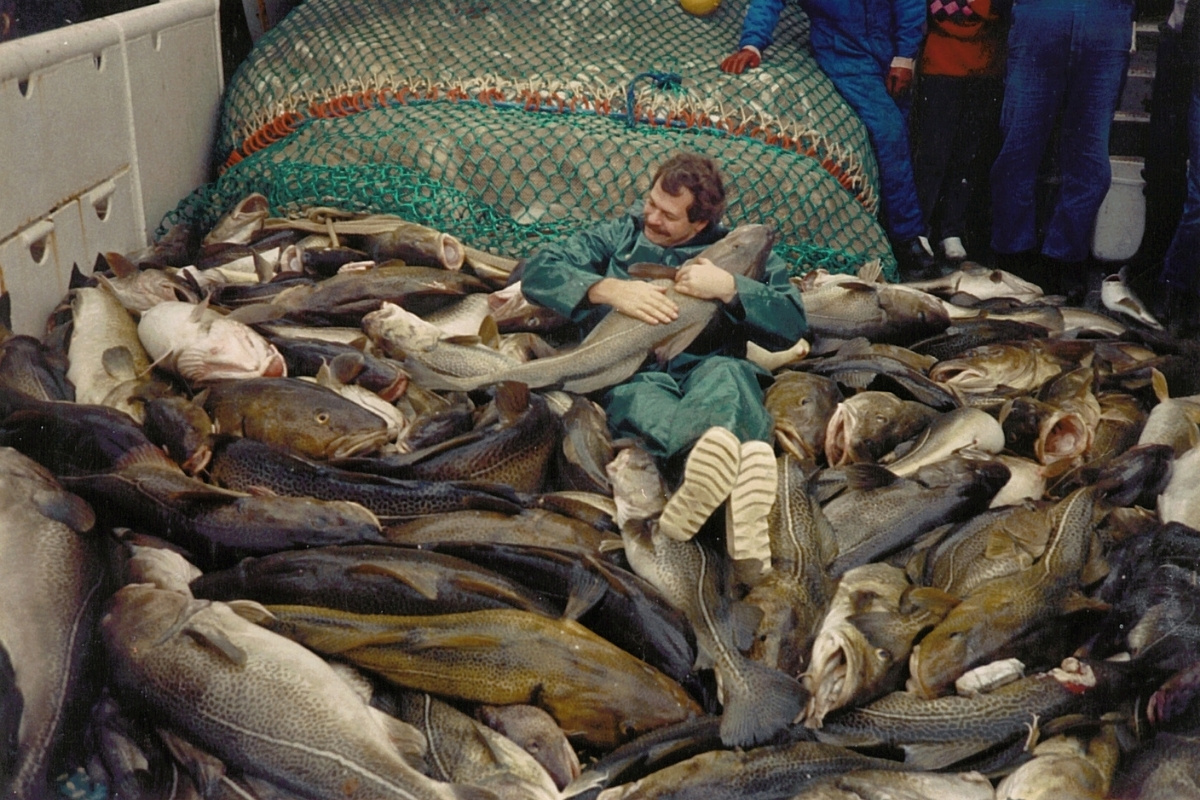 Fischereibiologe Eero Kalevi Aro liegt in einem Boot inmitten von großen Dorschen