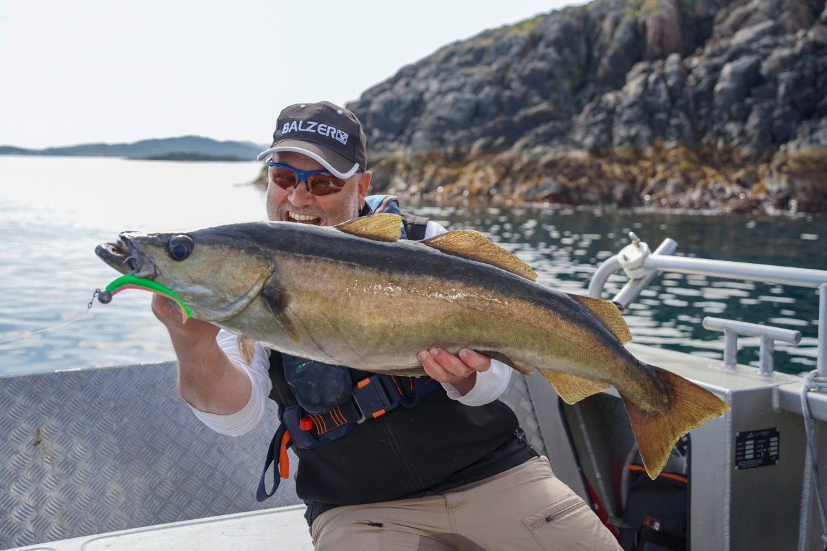 Pollack beim Angeln im August in Norwegen gefangen