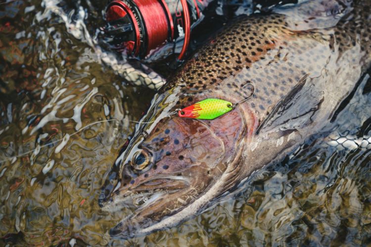 Bachforelle Angler Vorzeiger