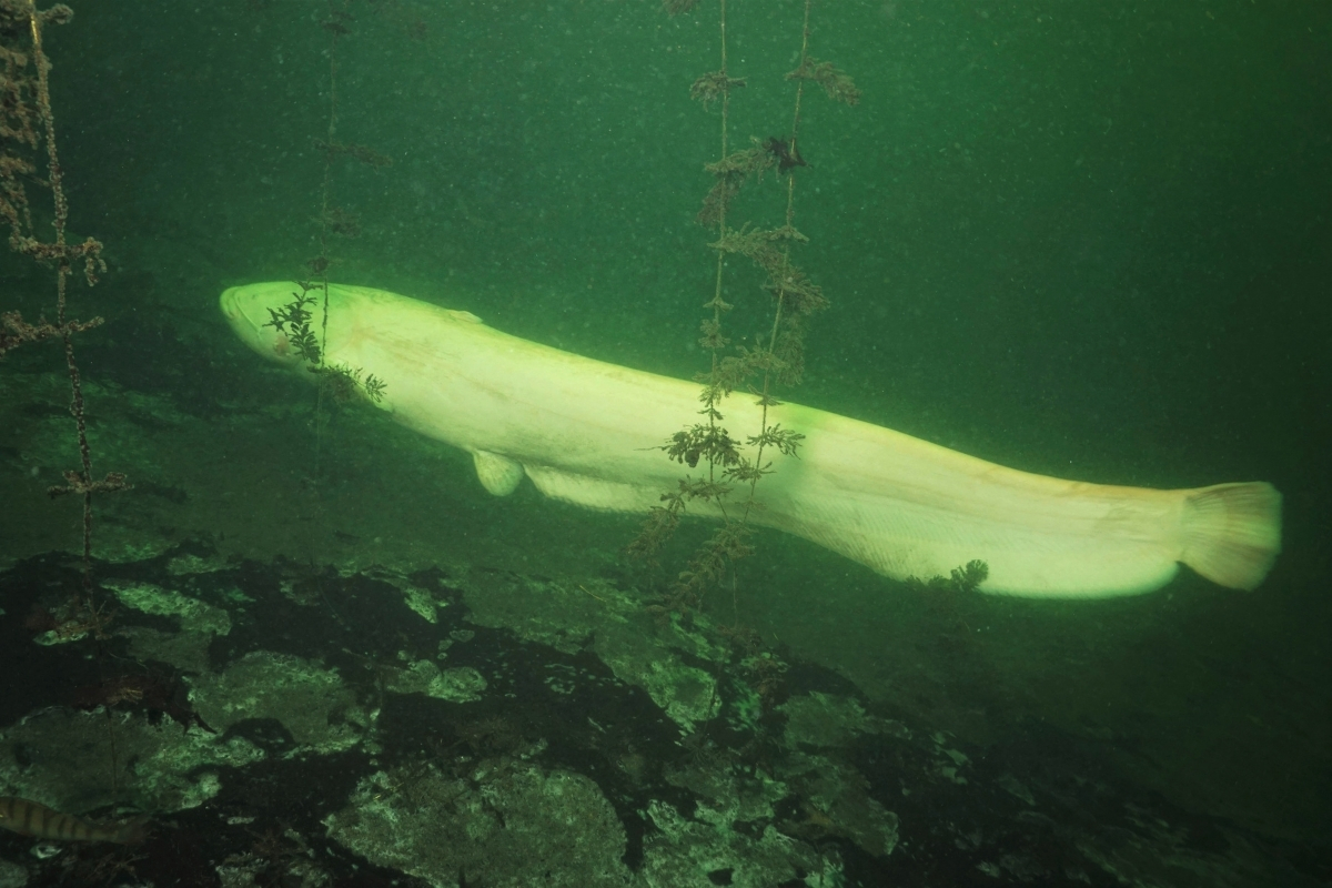 Albino-Wels beim Tauchen fotografiert