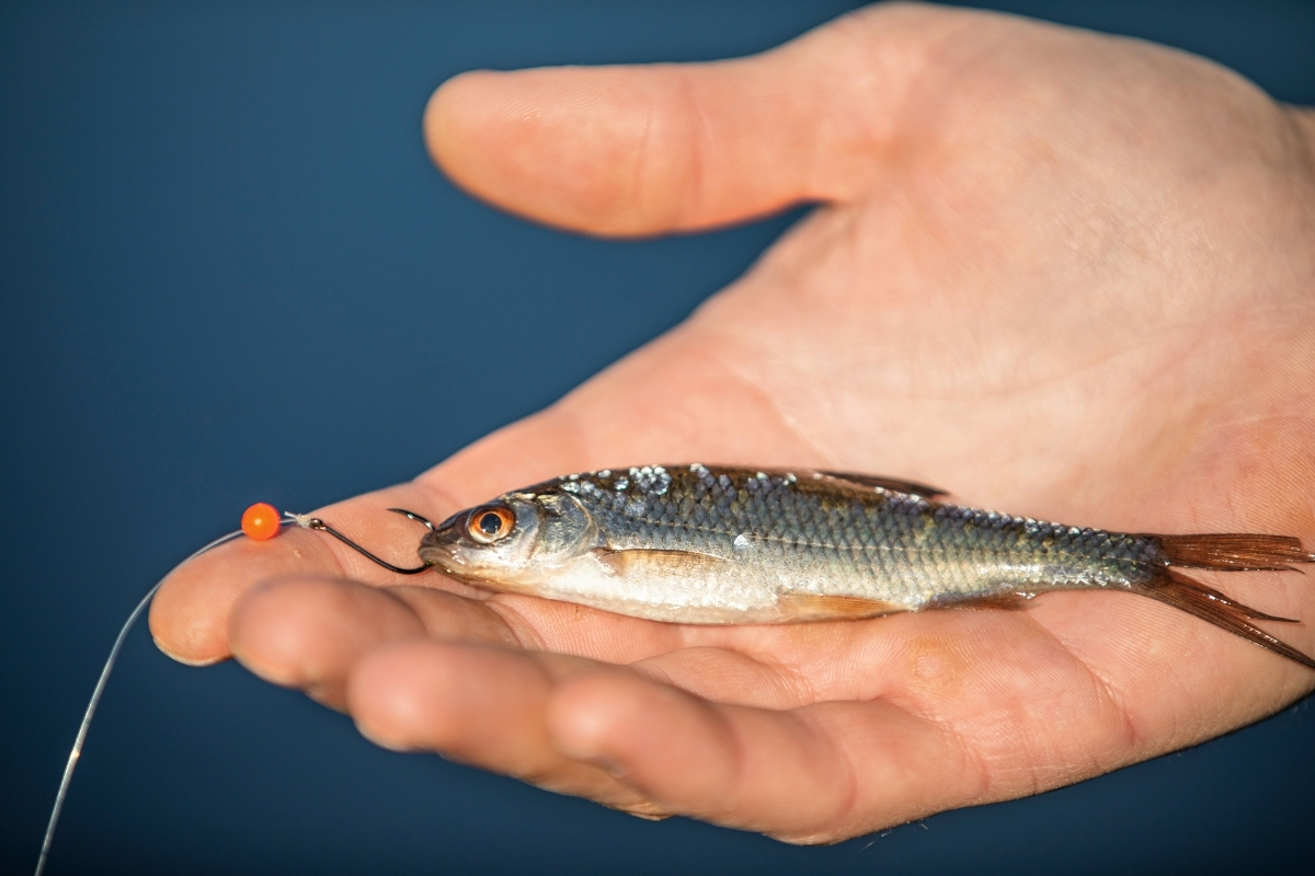 Kleiner Köderfisch am Haken mit Perle
