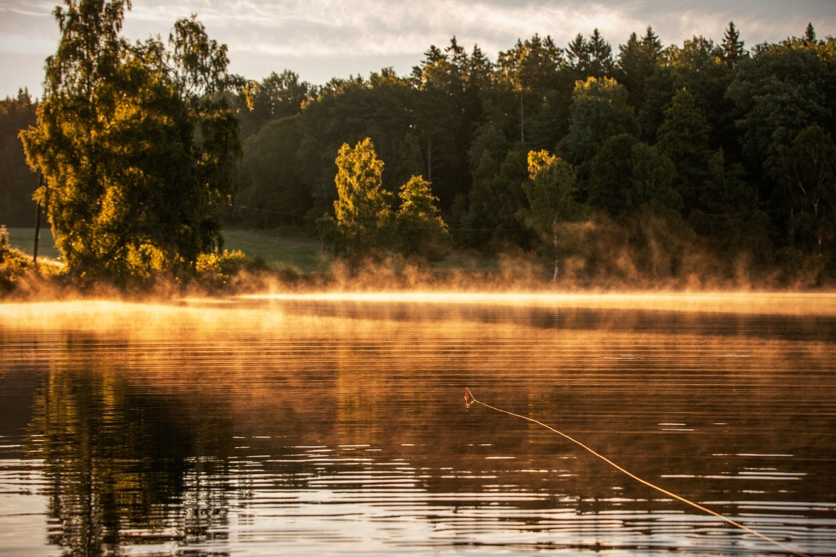 Barsche angeln auf dem nebligen Waldsee