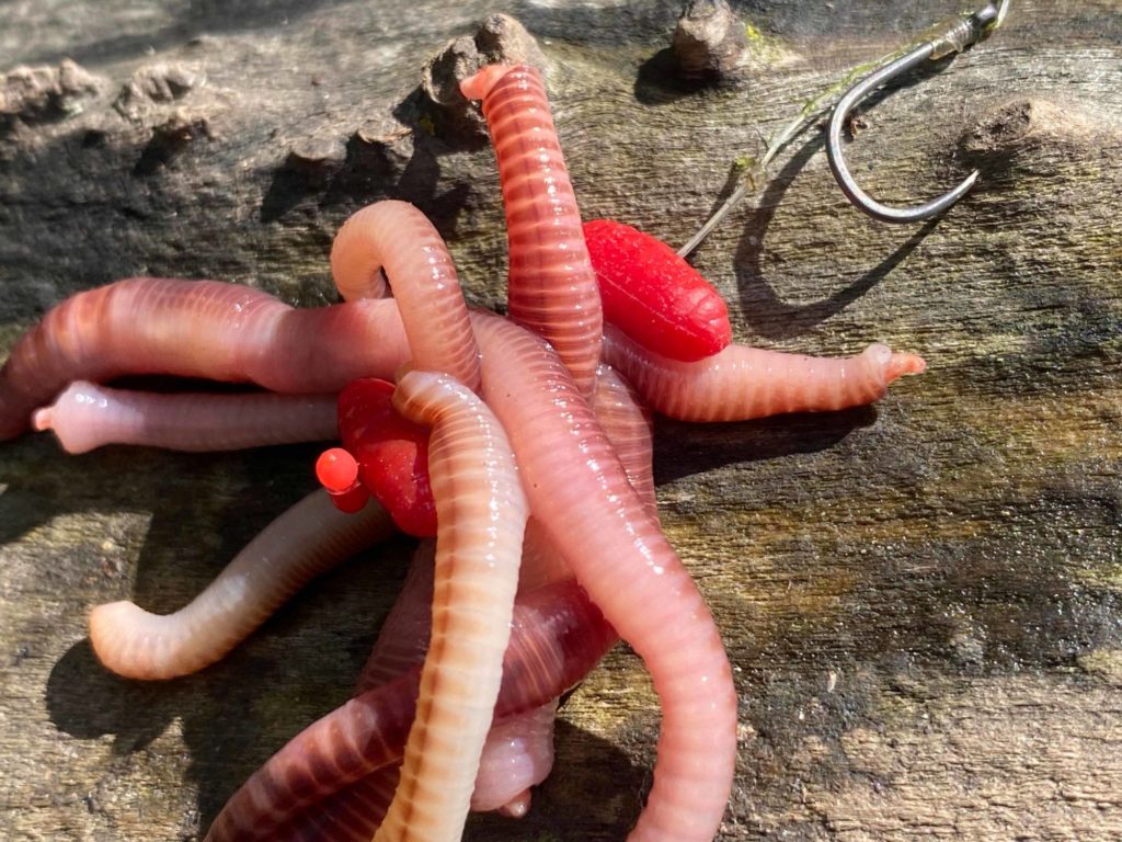 Wurmbündel am Haken