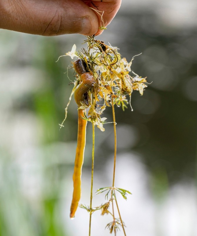 Wurm und Kraut am Haken