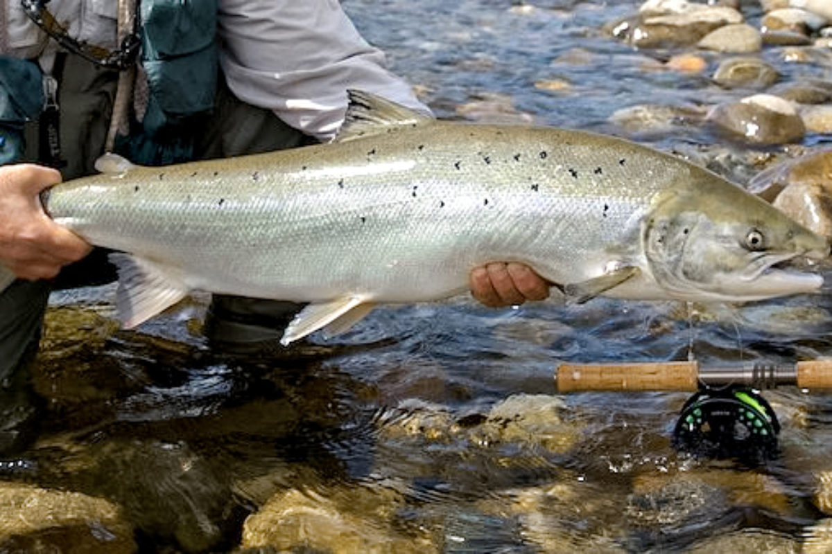 Lachs aus der Gaula
