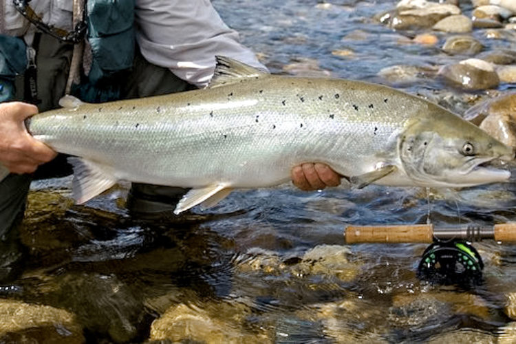 Lachs aus der Gaula