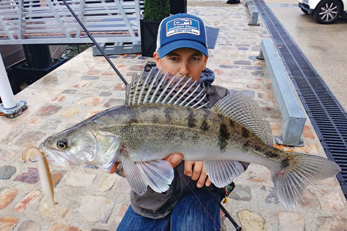 Zander, geangelt aus der Seine in Paris mit einem Gummifisch