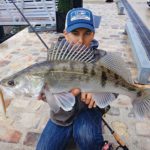 Zander, geangelt aus der Seine in Paris mit einem Gummifisch