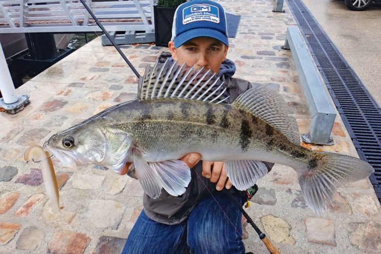 Zander, geangelt aus der Seine in Paris mit einem Gummifisch