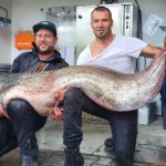 Wels vom Bodensee von 2,43 m Länge und 90 kg