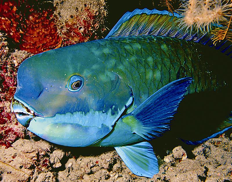 Der Europäische Papageifisch (Sparisoma cretense)