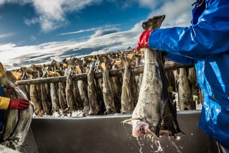 Norwegen Dorsche Bestand eingebrochen Oslofjord