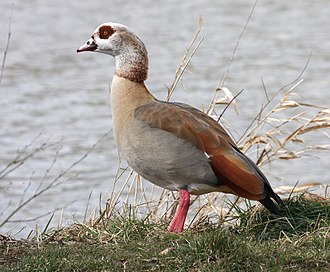 Nilgans