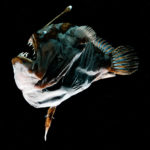 Weiblicher Tiefsee-Anglerfisch mit angewachsenem Männchen