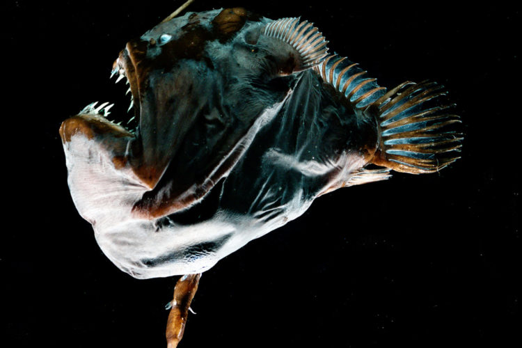 Weiblicher Tiefsee-Anglerfisch mit angewachsenem Männchen