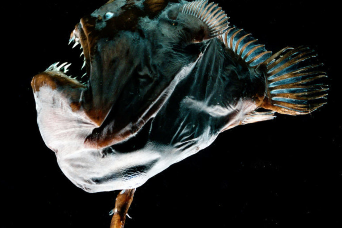 Weiblicher Tiefsee-Anglerfisch mit angewachsenem Männchen