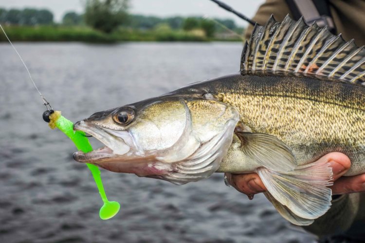 Zander mit chartreusefarbenem Gummifisch im Maul