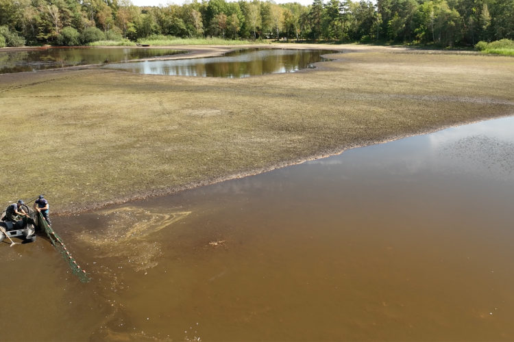 Zahlreiche Fische wurden vom AVN aus dem Würmsee erfolgreich umgesiedelt und so vor dem Austrocknen gerettet.