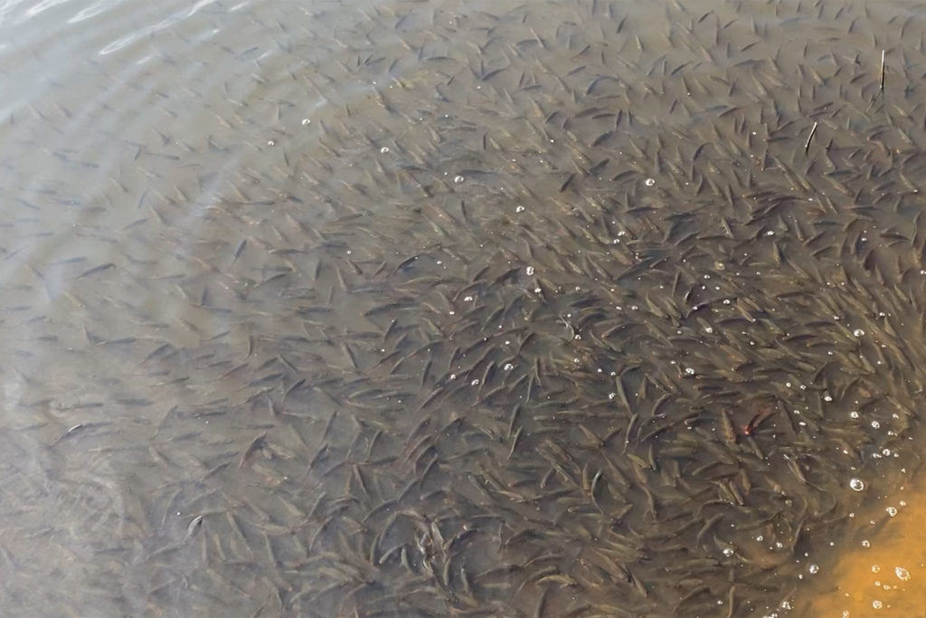 Im Würmsee stand den Fischen wegen Austrocknung Sauerstoffmangel bevor.