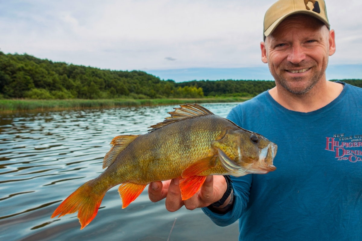 Angler mit Barsch auf Popper gefangen