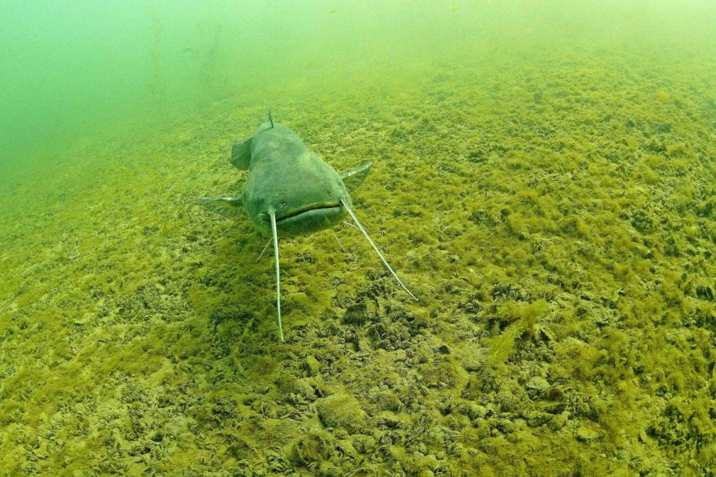 Wels unter Wasser im Bodensee