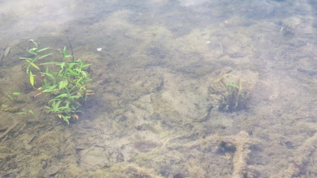Wasserpflanzen