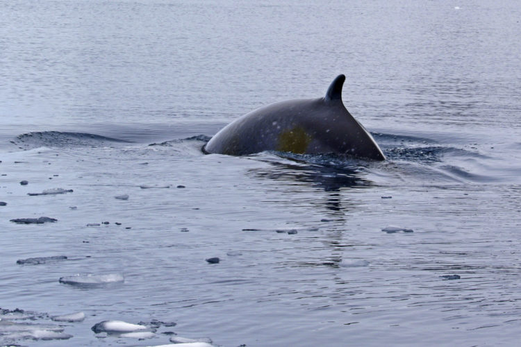 Symbolfoto Wal - Walfangqoute in Norwegen